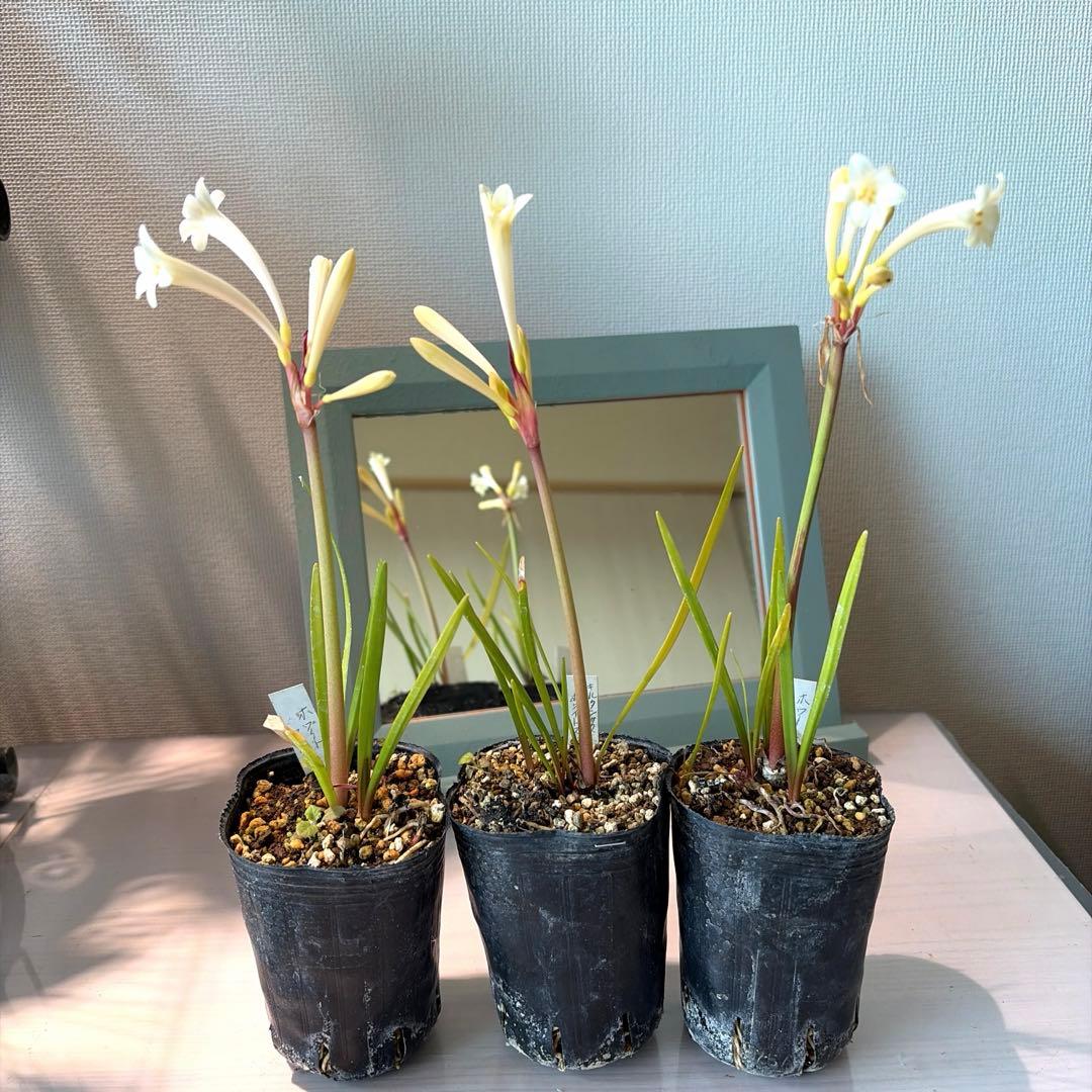 こむぎ様　確認用　オステオスペルマム　ベネチア