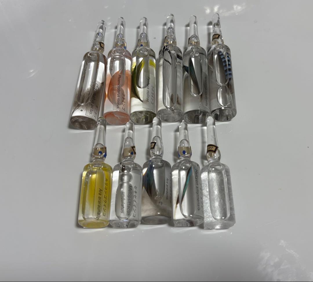 風の標本+ストームグラス まとめ売り 鳥羽標本 miomori みおもり
