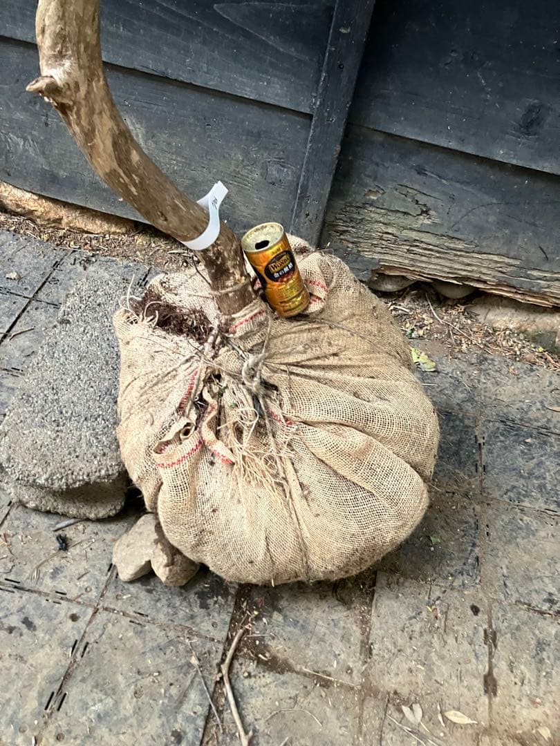 70 山採り　アセビ