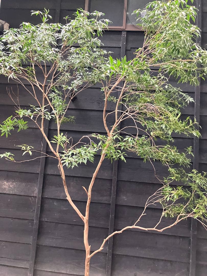 70 山採り　アセビ
