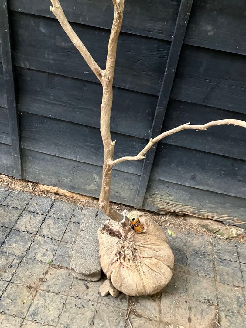 70 山採り　アセビ