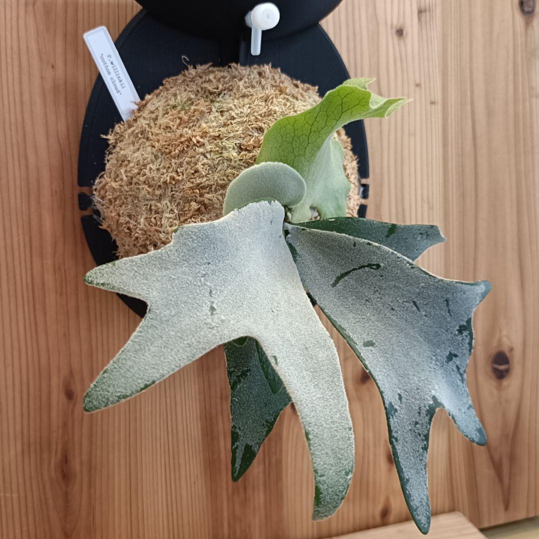 ビカクシダ P.willinckii 'cotton cloud' spore 0305