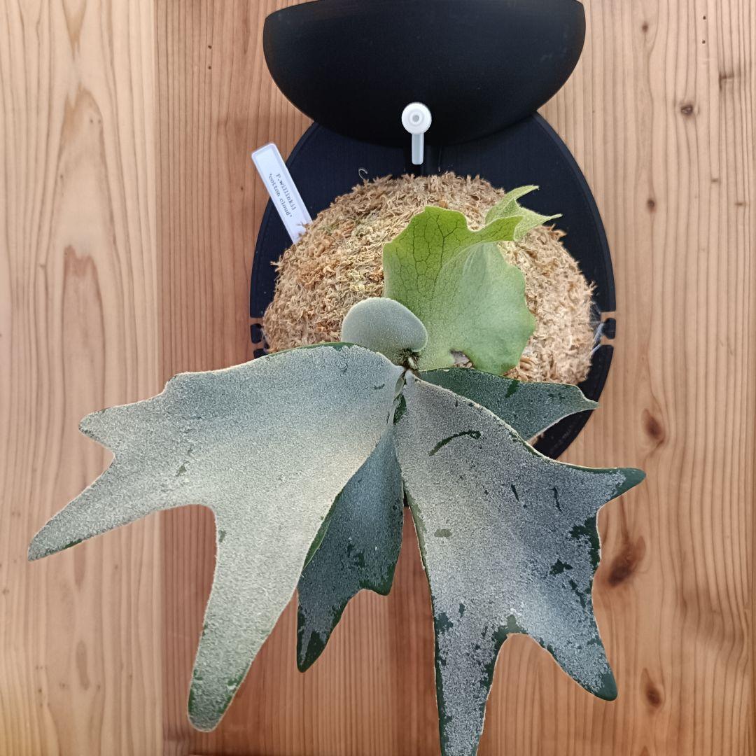 ビカクシダ P.willinckii 'cotton cloud' spore 0305