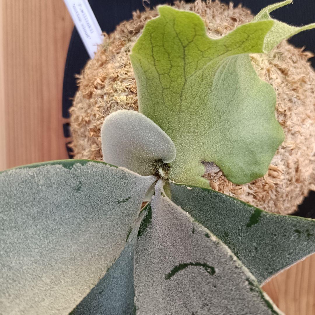 ビカクシダ P.willinckii 'cotton cloud' spore 0305