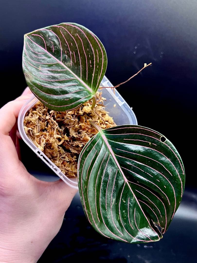 激レア　アグラオネマ　ロタンダム　アチェ