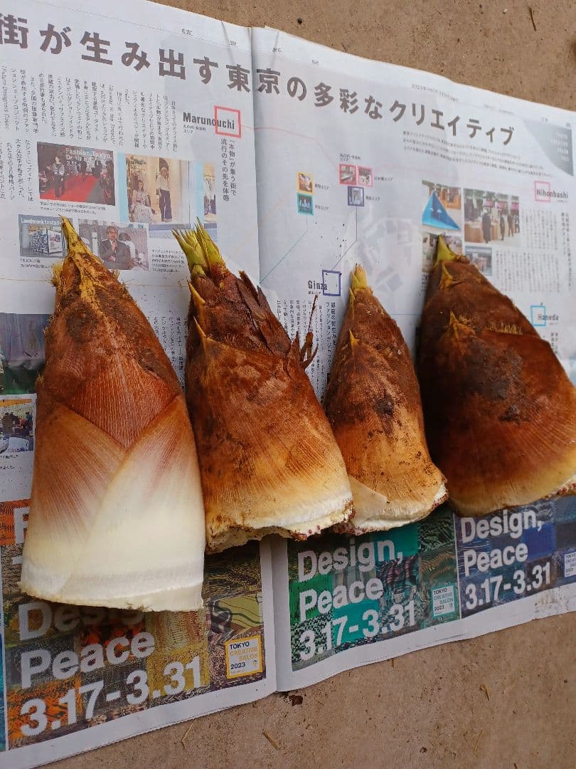 【10キロ：06】千葉県産たけのこ