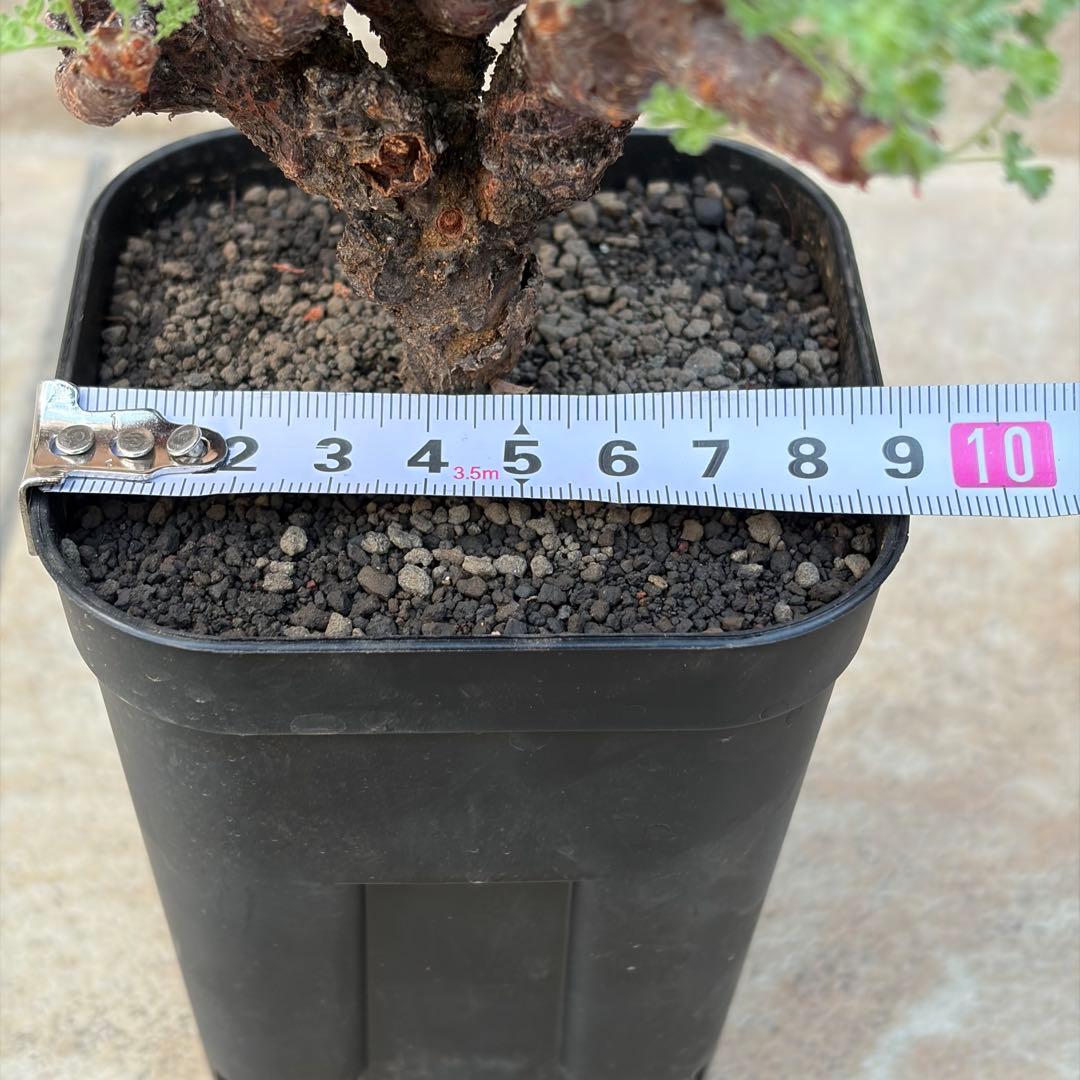 【セール】ペラルゴニウム　アルテルナンス　3号鉢　No.004　鉢、送料込