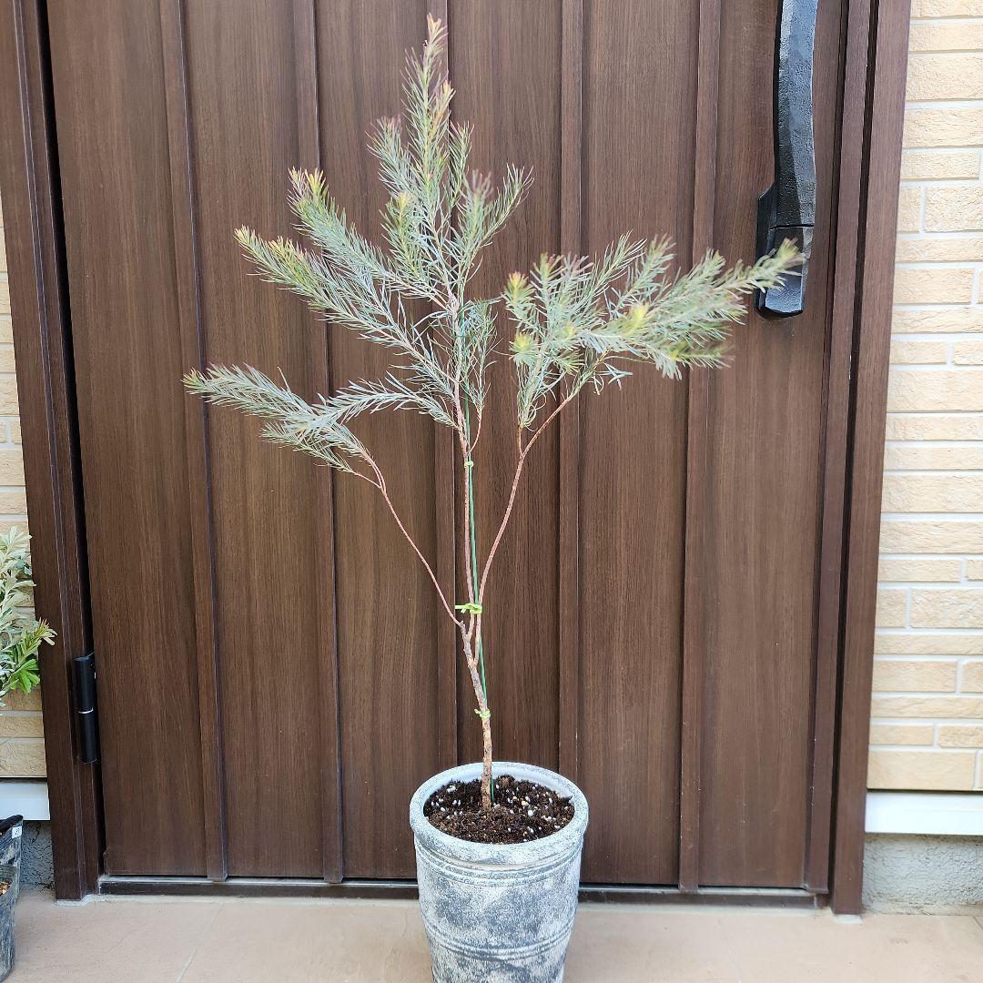 ユーカリ　ハーディマリー　テラコッタ鉢植え　苗