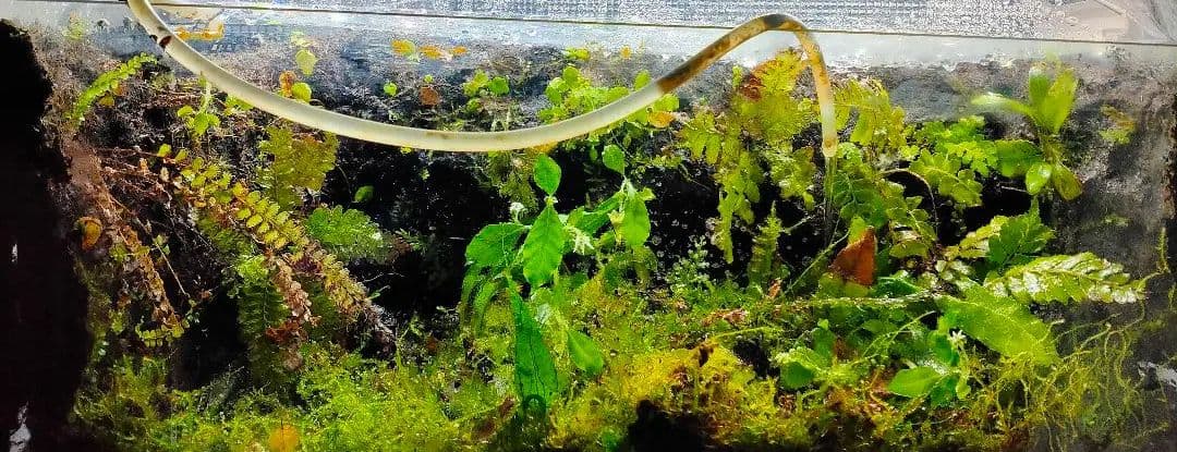 野草  イリオモテソウ  西表草