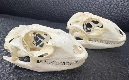 高品質！グリーンイグアナの頭骨 Mサイズ（7.5ｃｍ）