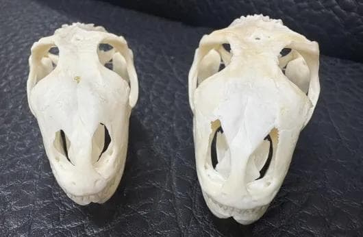 高品質！グリーンイグアナの頭骨 Mサイズ（7.5ｃｍ）