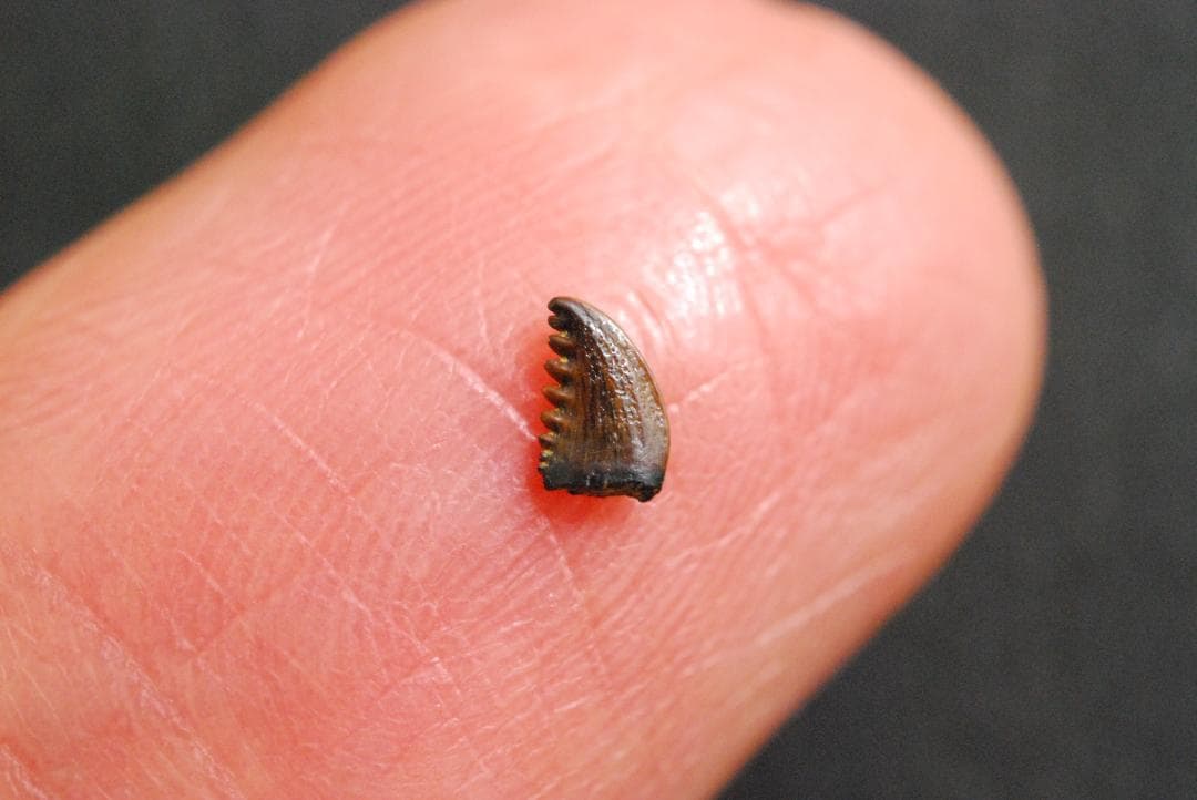 恐竜の歯 [DS196] トロオドン Troodon 希少 レア