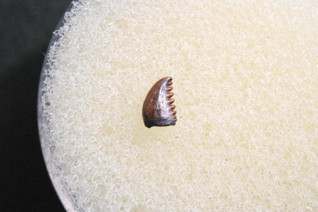 恐竜の歯 [DS196] トロオドン Troodon 希少 レア