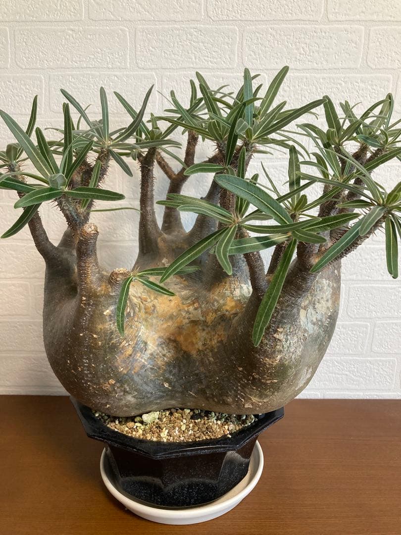 【植物引退】特大　グラキリス　現地球
