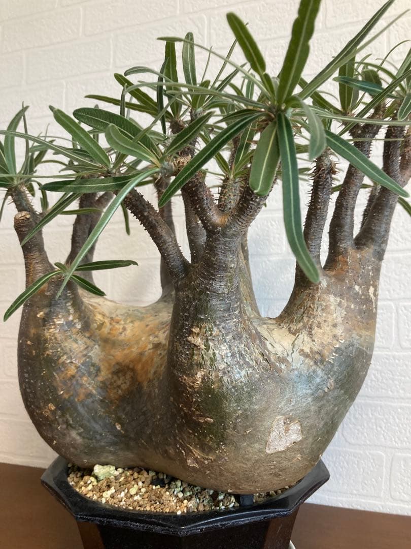 【植物引退】特大　グラキリス　現地球