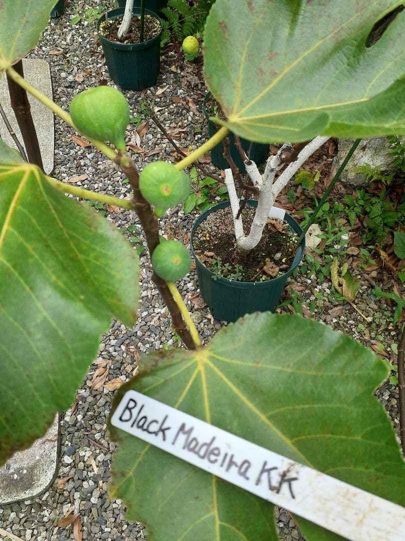 Black Madeira KK イチジク苗木