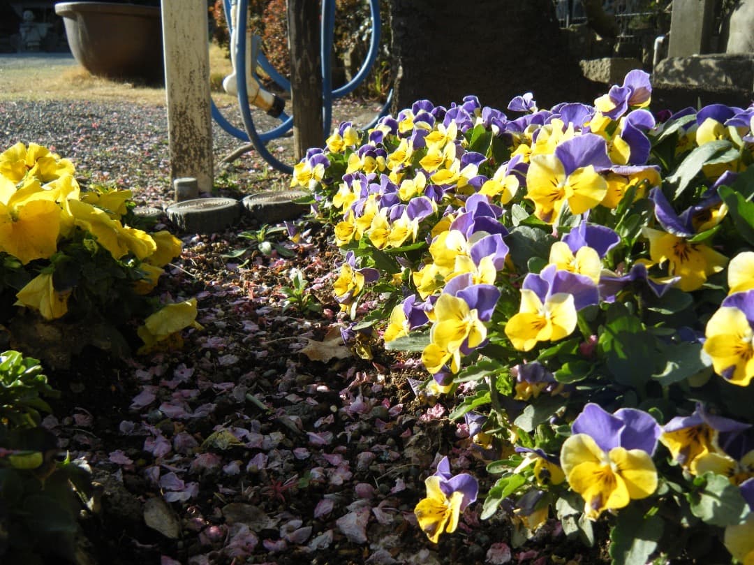 実写美⭕️良品【動作確認済】FUJIFILM 防水 FinePix Z33WP