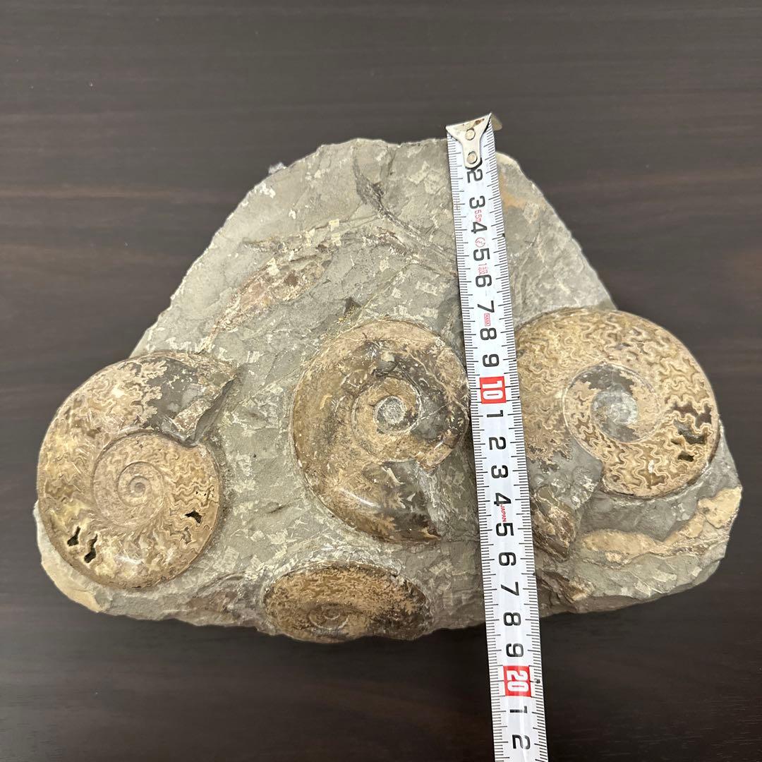 アンモナイト化石石 約30cm