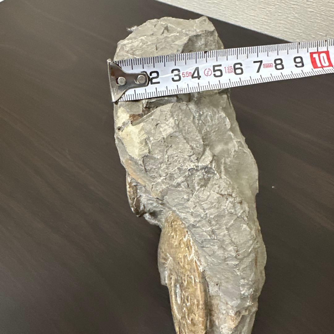 アンモナイト化石石 約30cm