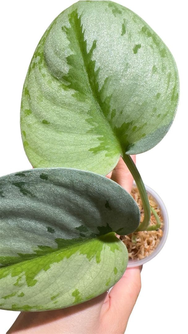 Scindapsus Yupa デカ葉