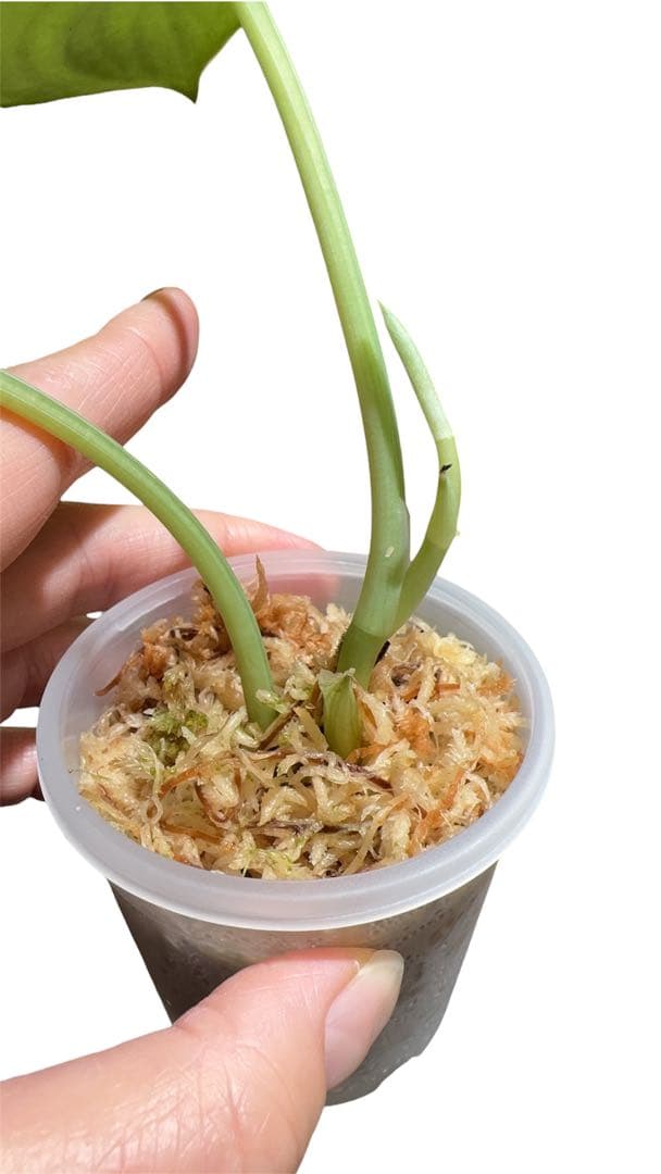 Scindapsus Yupa デカ葉