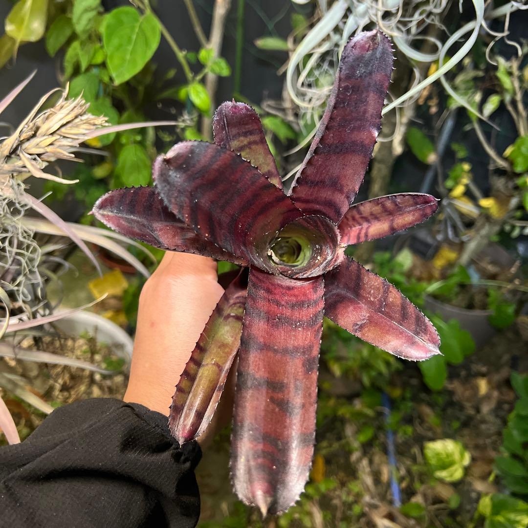 ブロメリア・エアープランツ Neoregelia 'Groves Red Tiger'