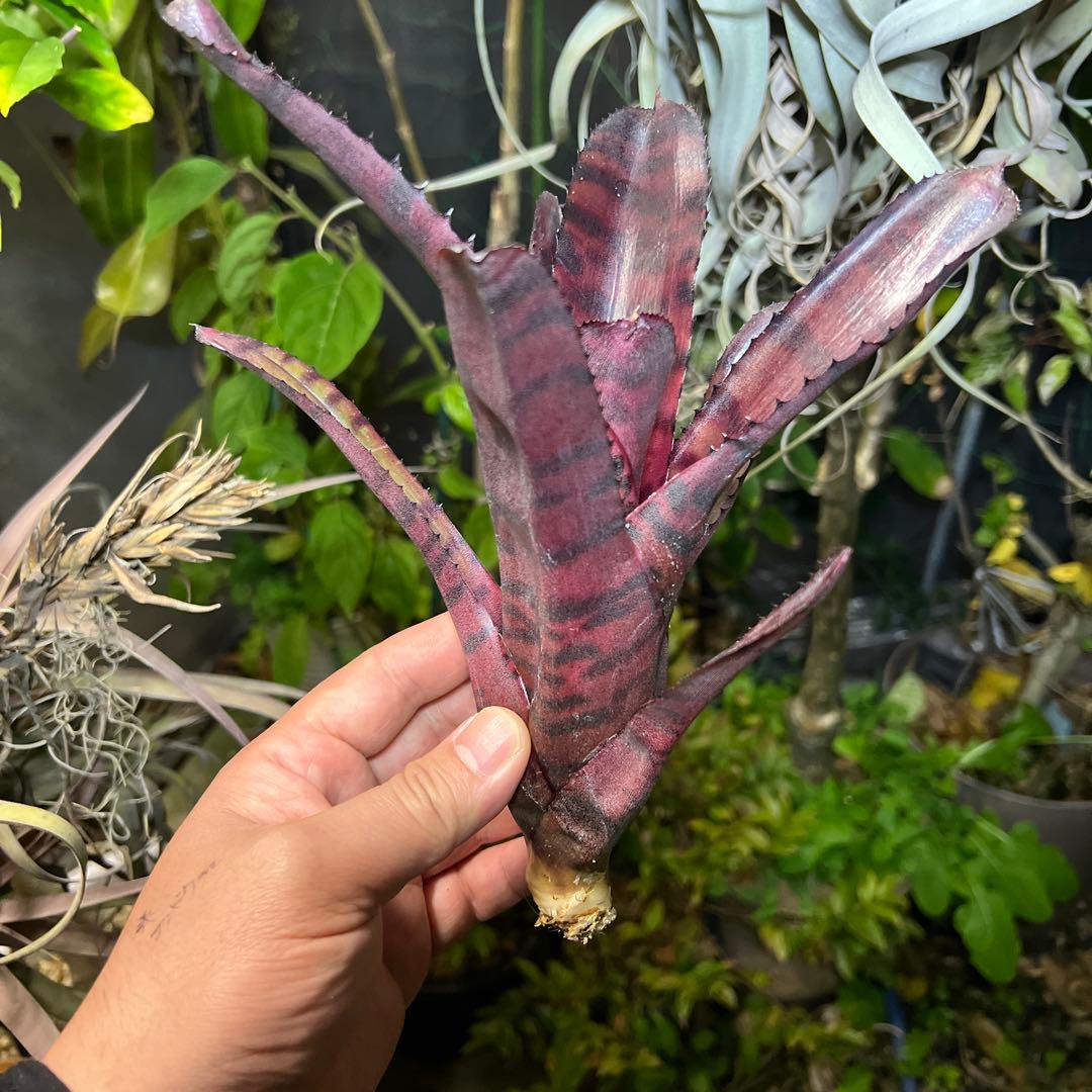 ブロメリア・エアープランツ Neoregelia 'Groves Red Tiger'