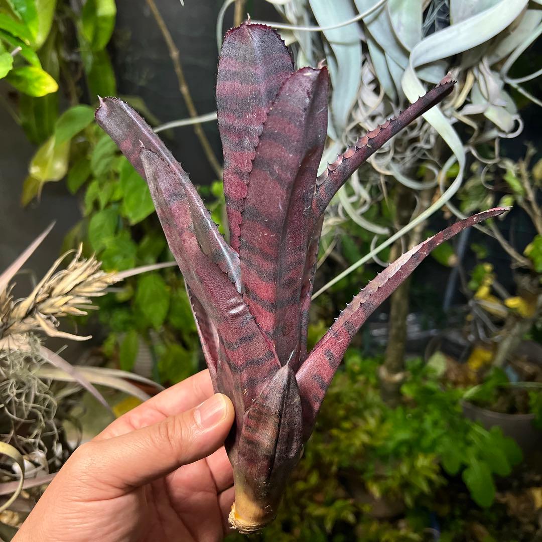 ブロメリア・エアープランツ Neoregelia 'Groves Red Tiger'