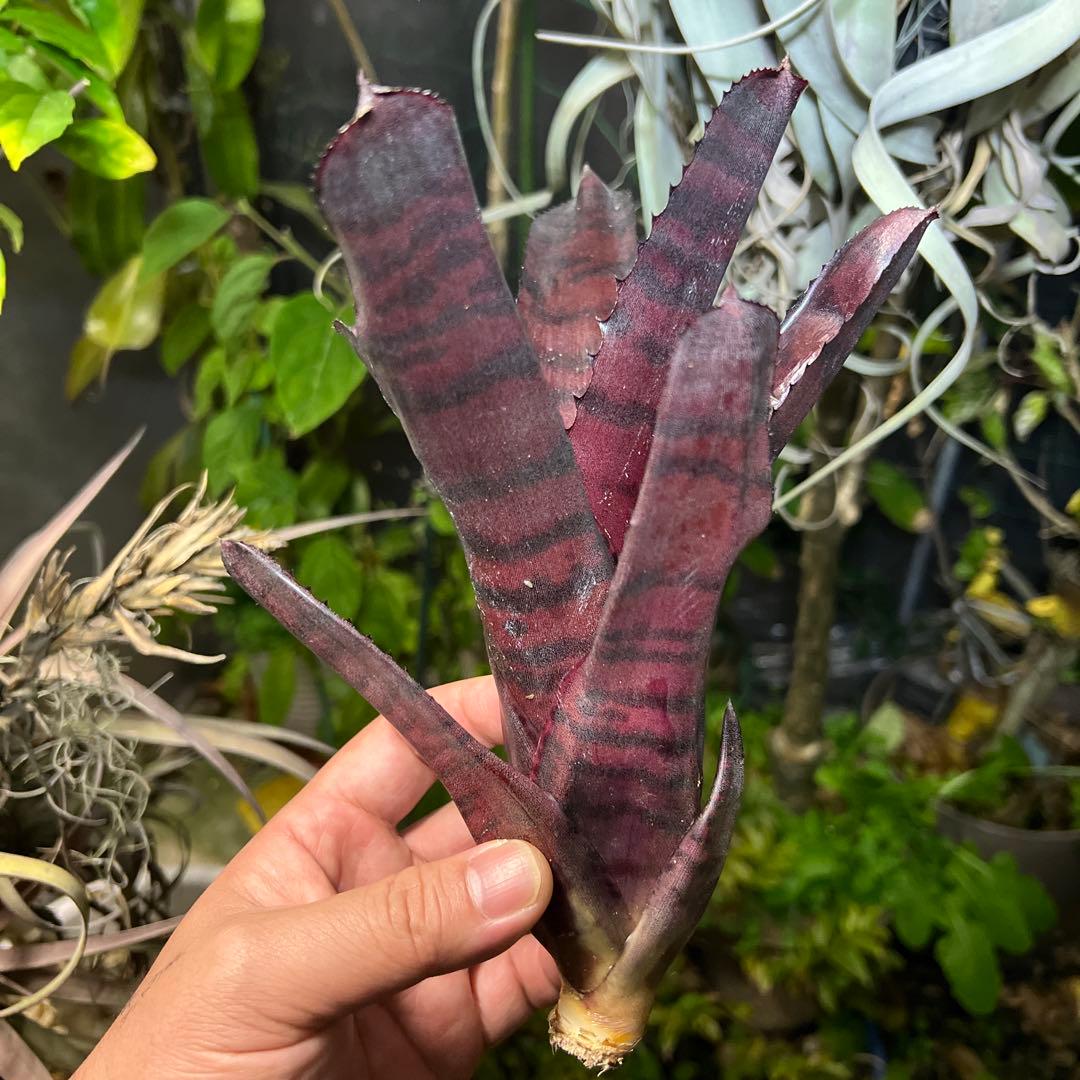 ブロメリア・エアープランツ Neoregelia 'Groves Red Tiger'