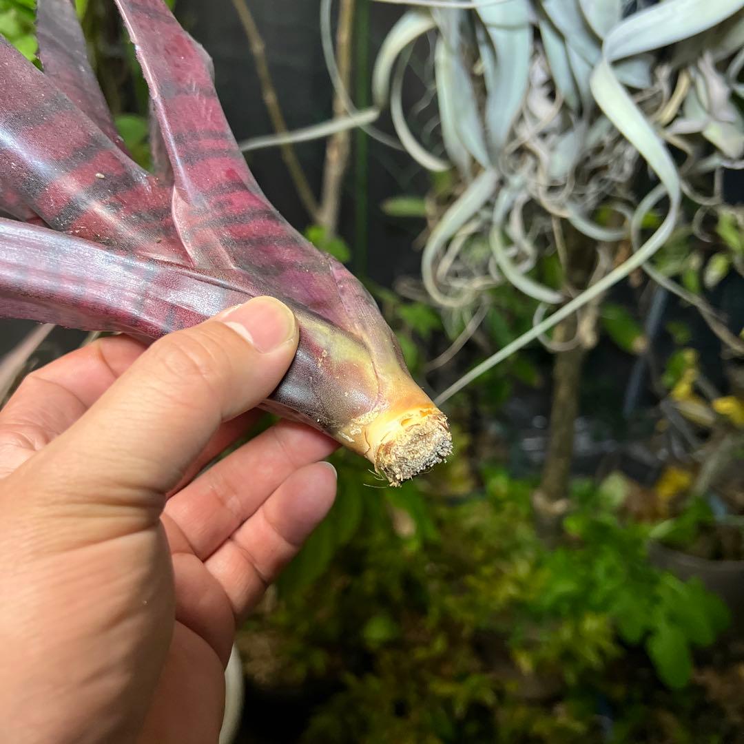 ブロメリア・エアープランツ Neoregelia 'Groves Red Tiger'
