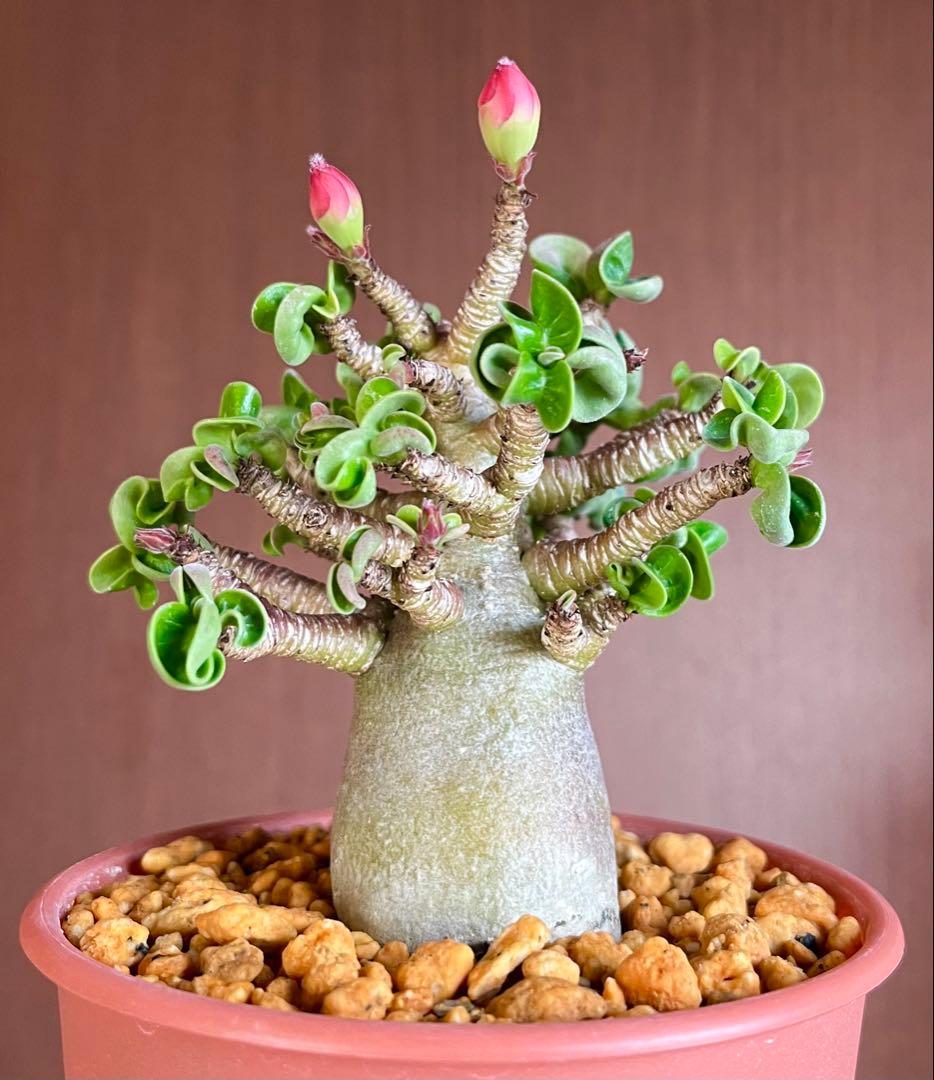 【獅子葉/アデニウム/極太】ドーセットホーン アデニウム ブラックスキン 鉢植え