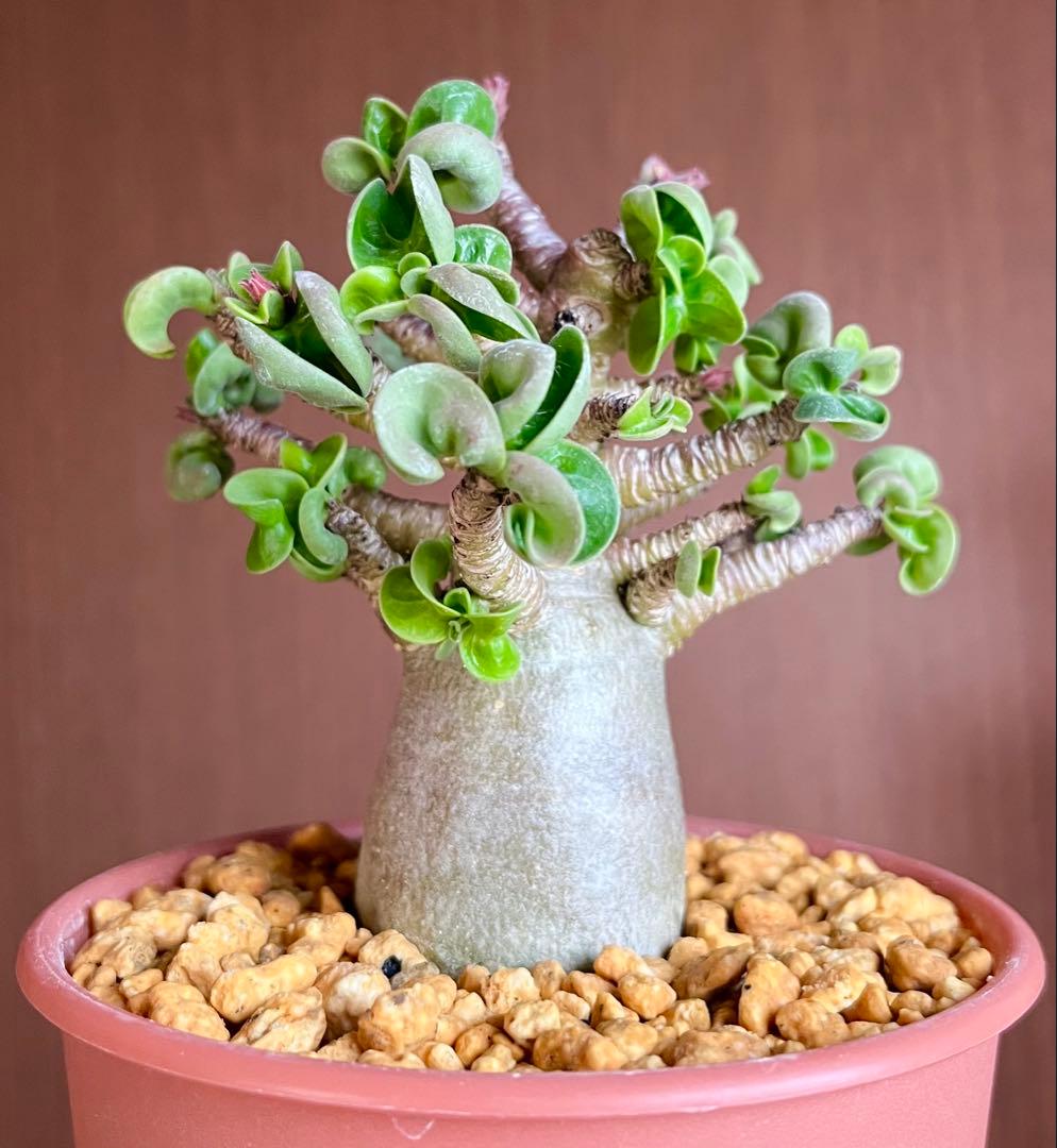 【獅子葉/アデニウム/極太】ドーセットホーン アデニウム ブラックスキン 鉢植え