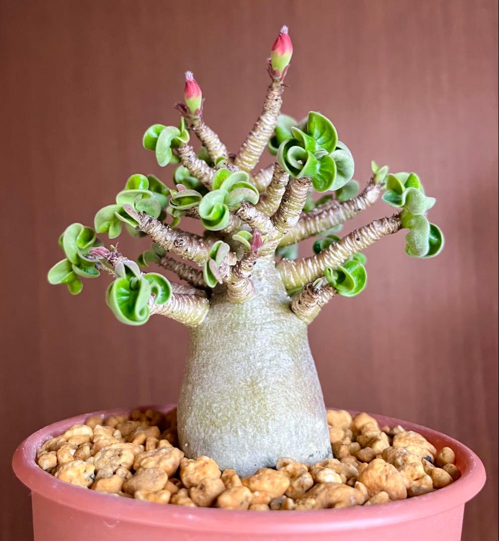 【獅子葉/アデニウム/極太】ドーセットホーン アデニウム ブラックスキン 鉢植え