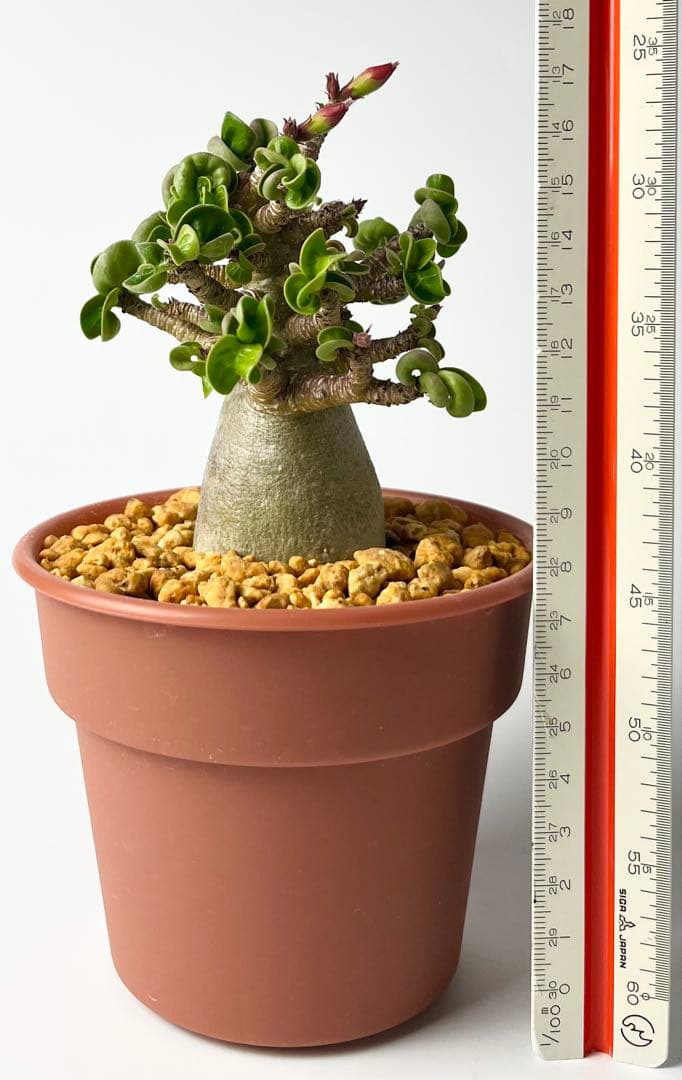 【獅子葉/アデニウム/極太】ドーセットホーン アデニウム ブラックスキン 鉢植え