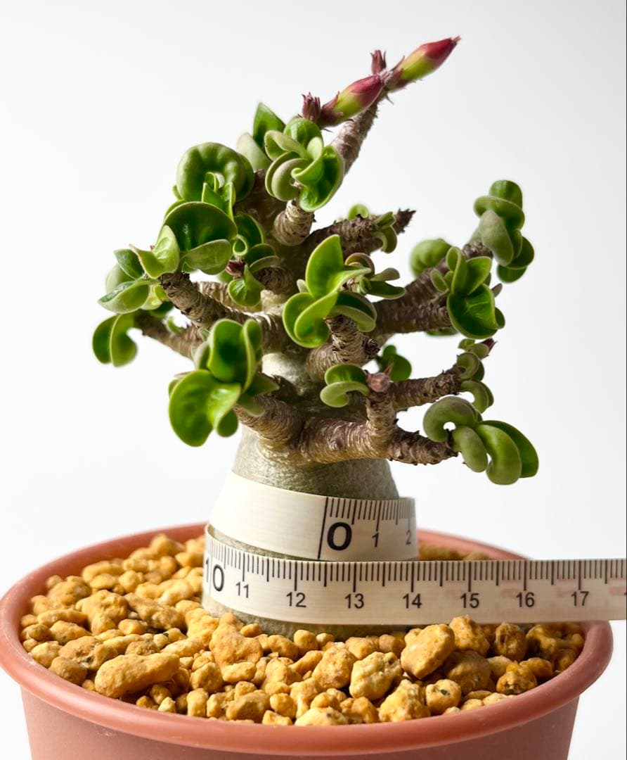 【獅子葉/アデニウム/極太】ドーセットホーン アデニウム ブラックスキン 鉢植え