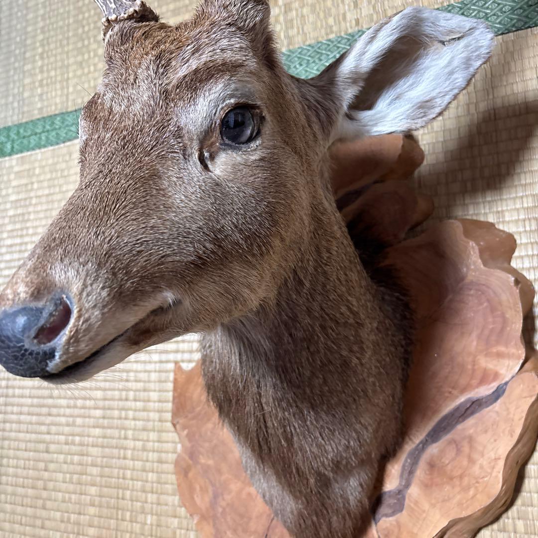 鹿の剥製 木曽谷の鹿 壁飾り