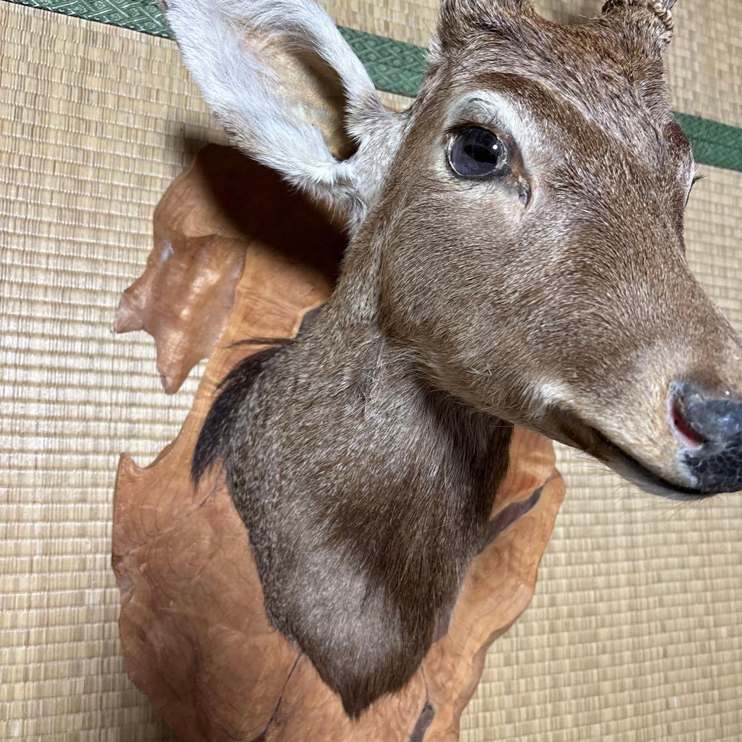 鹿の剥製 木曽谷の鹿 壁飾り