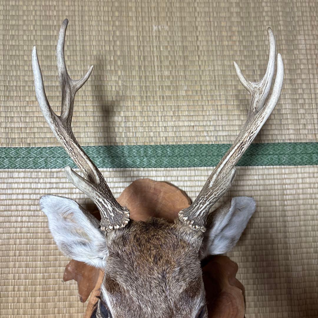鹿の剥製 木曽谷の鹿 壁飾り