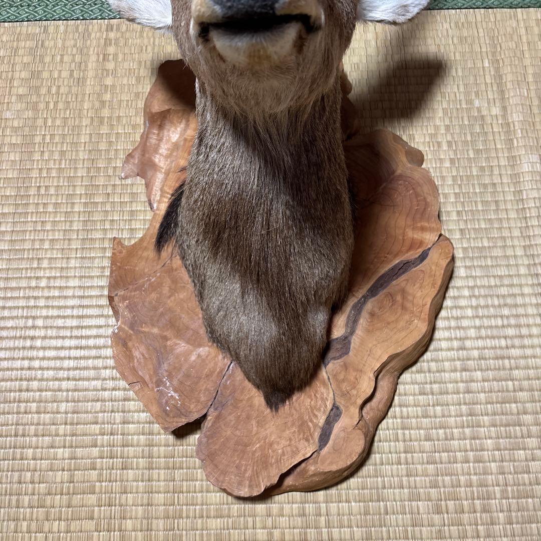 鹿の剥製 木曽谷の鹿 壁飾り