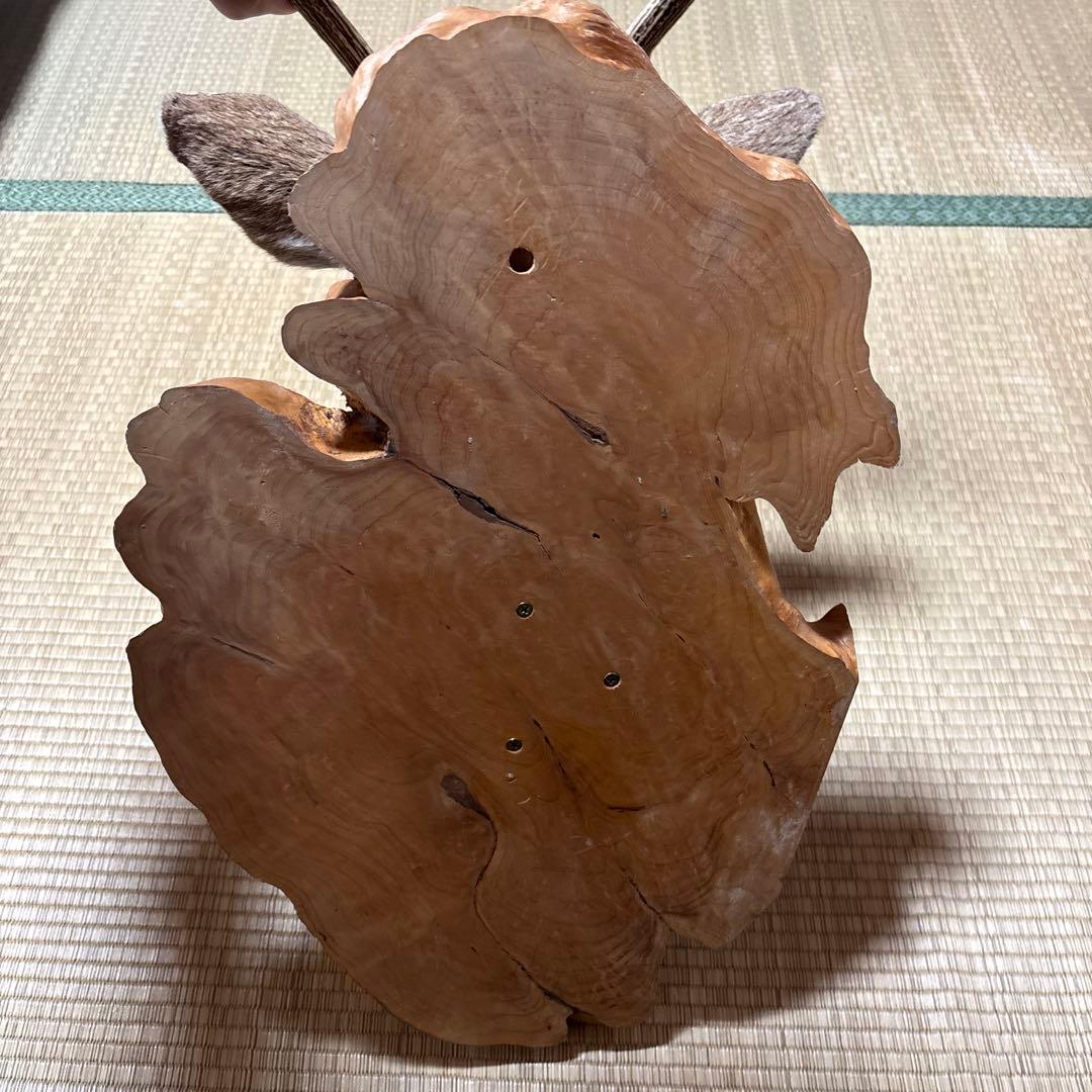 鹿の剥製 木曽谷の鹿 壁飾り