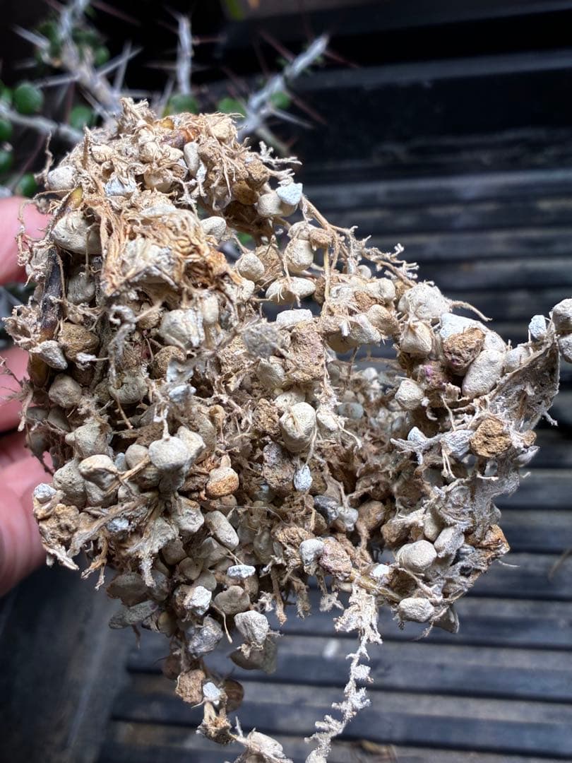 アローディア コモサ