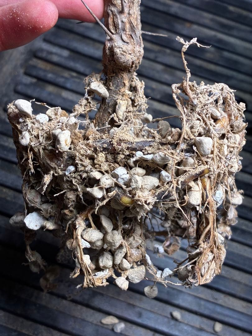 アローディア コモサ