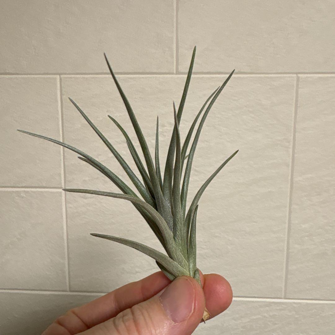 チランジア　ミスティックシリーズ　6種類セット