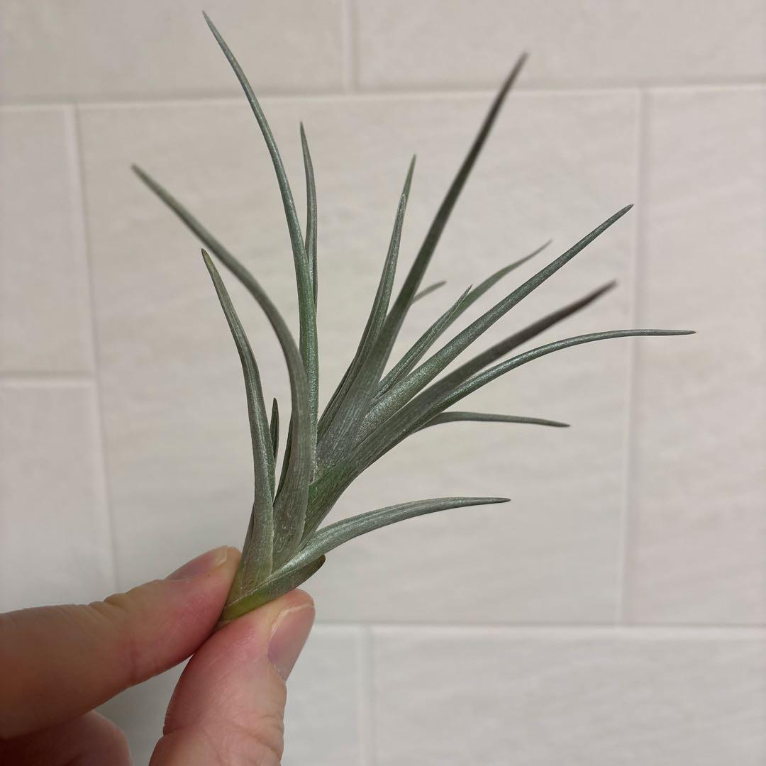 チランジア　ミスティックシリーズ　6種類セット