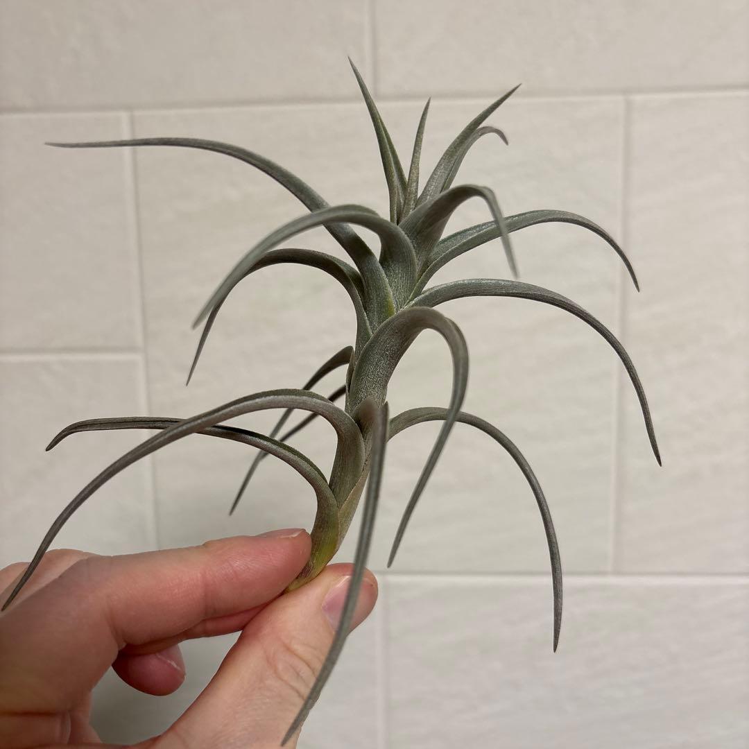 チランジア　ミスティックシリーズ　6種類セット