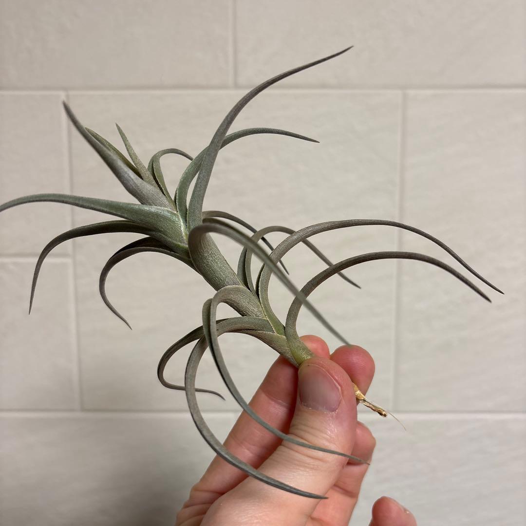 チランジア　ミスティックシリーズ　6種類セット