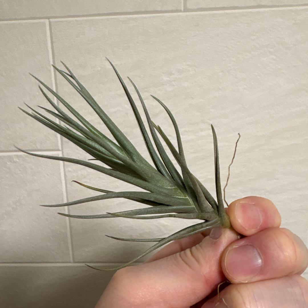 チランジア　ミスティックシリーズ　6種類セット