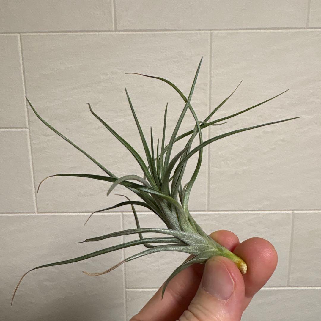 チランジア　ミスティックシリーズ　6種類セット