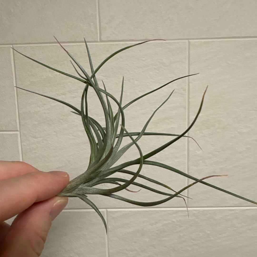 チランジア　ミスティックシリーズ　6種類セット