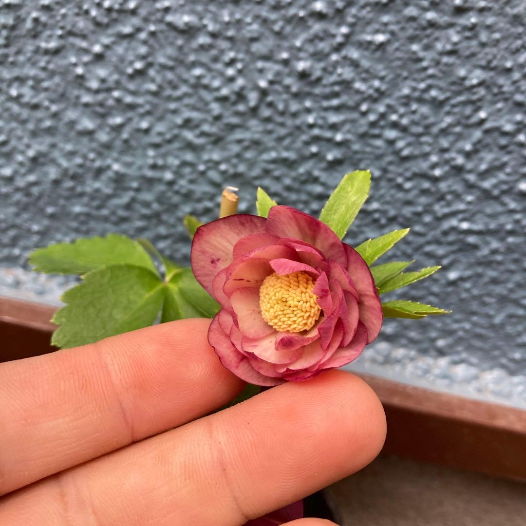 クリスマスローズ　小輪超多弁咲き　ピンクオーレア絞り　株分け前提